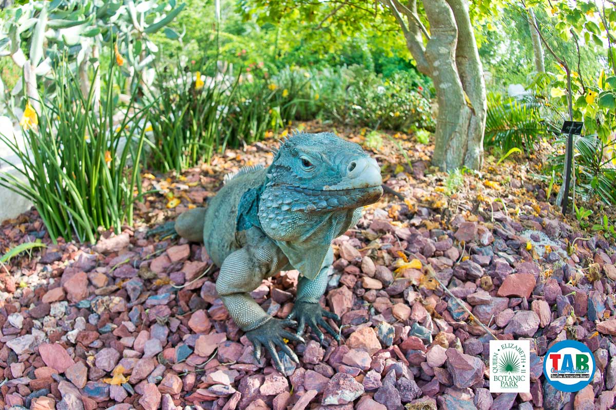 Queen Elizabeth II Botanic Park