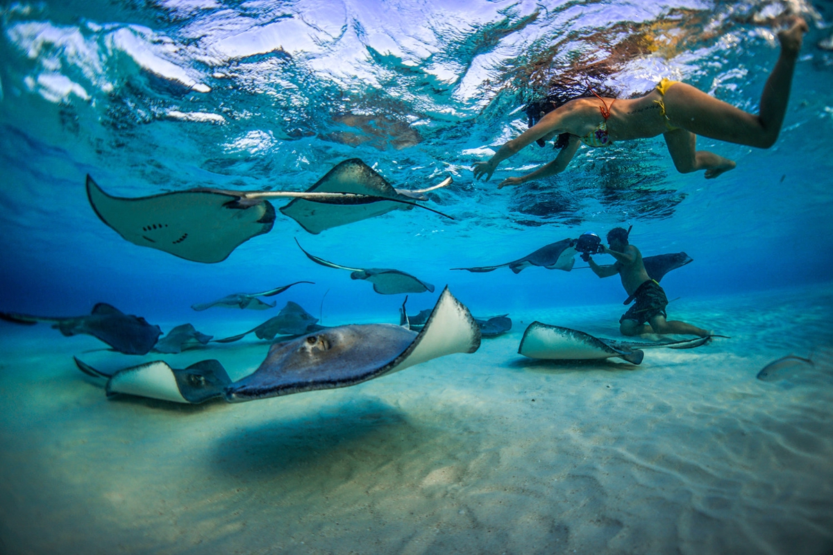 Stingray City Grand Cayman